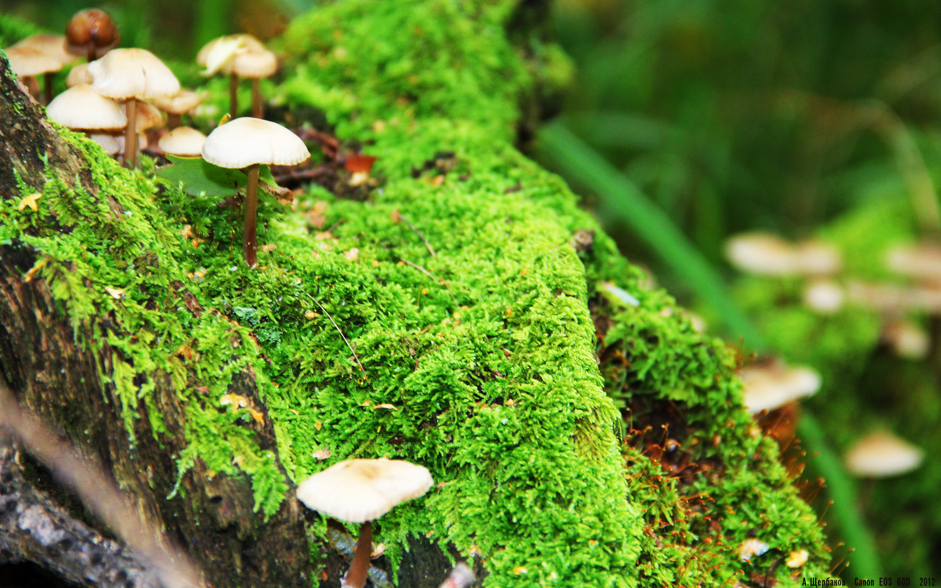 瑞典队战术深度解析:击球路线与对手博弈,瑞典队进球