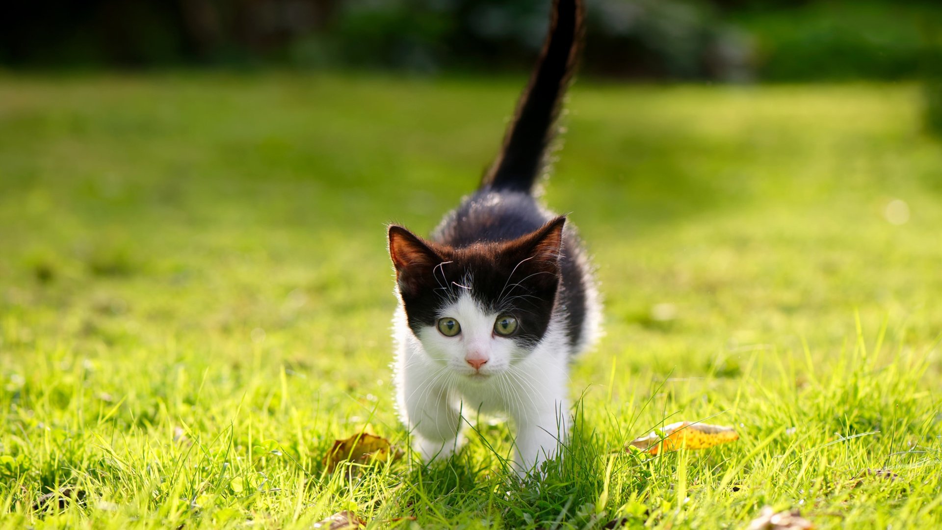 羽毛球名将意外退赛 赛事局势突变,羽毛球名将排名