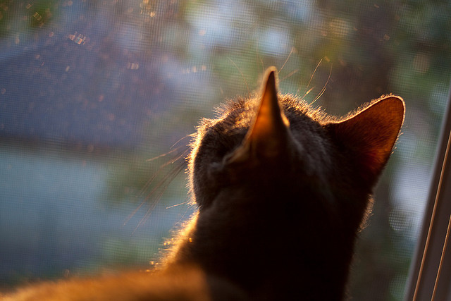 节奏快慢是否决定球队的比赛风格，节奏的快慢是什么意思