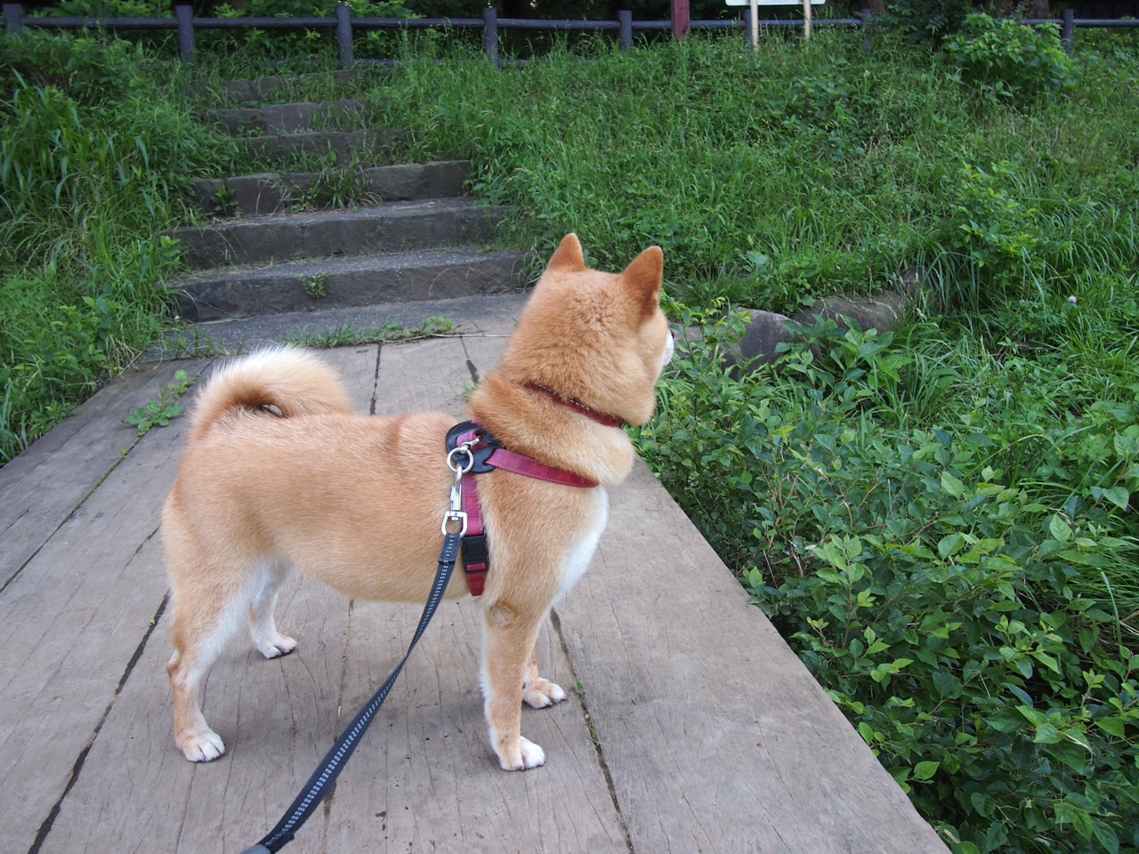 凯尔特人主力轮换阵容调整引发外界关注,凯尔特人阵容变化