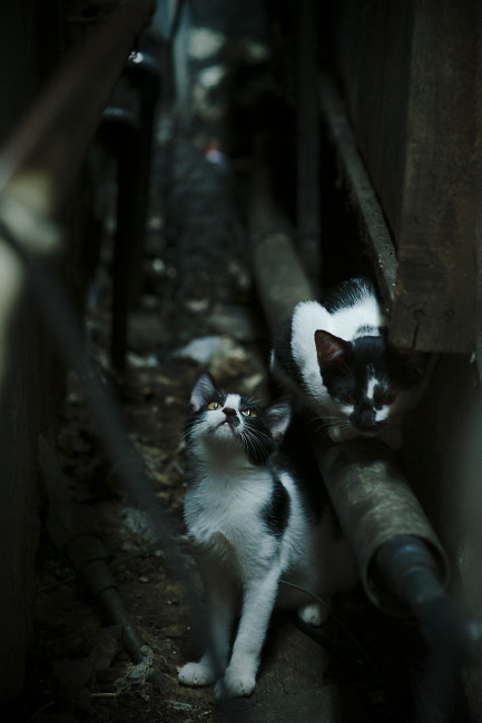 唐纳德·高尔的突破与决策能力是袋鼠队的进攻支柱，唐纳德高德纳