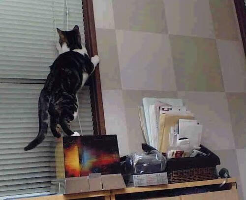 开云体育app-塔特打破传统打法，以新鲜战术带领袋鼠队攀升至顶峰