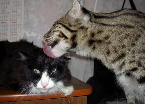 湖人训练现场使用高频传球训练提高出球速度,湖人传球大师