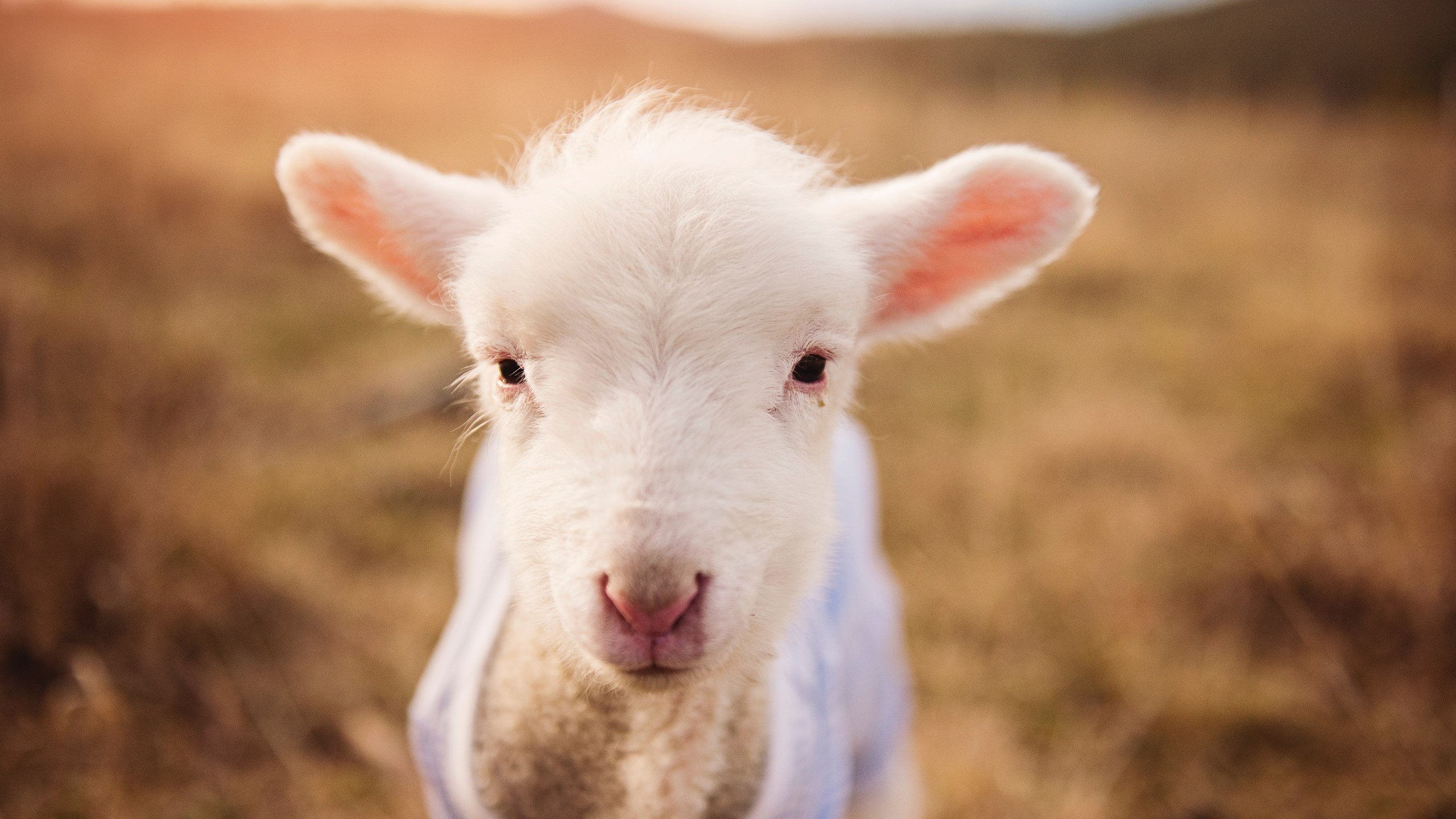 开云体育app-篮球联赛裁判执法规范化培训持续深化，篮球裁判员培训方案