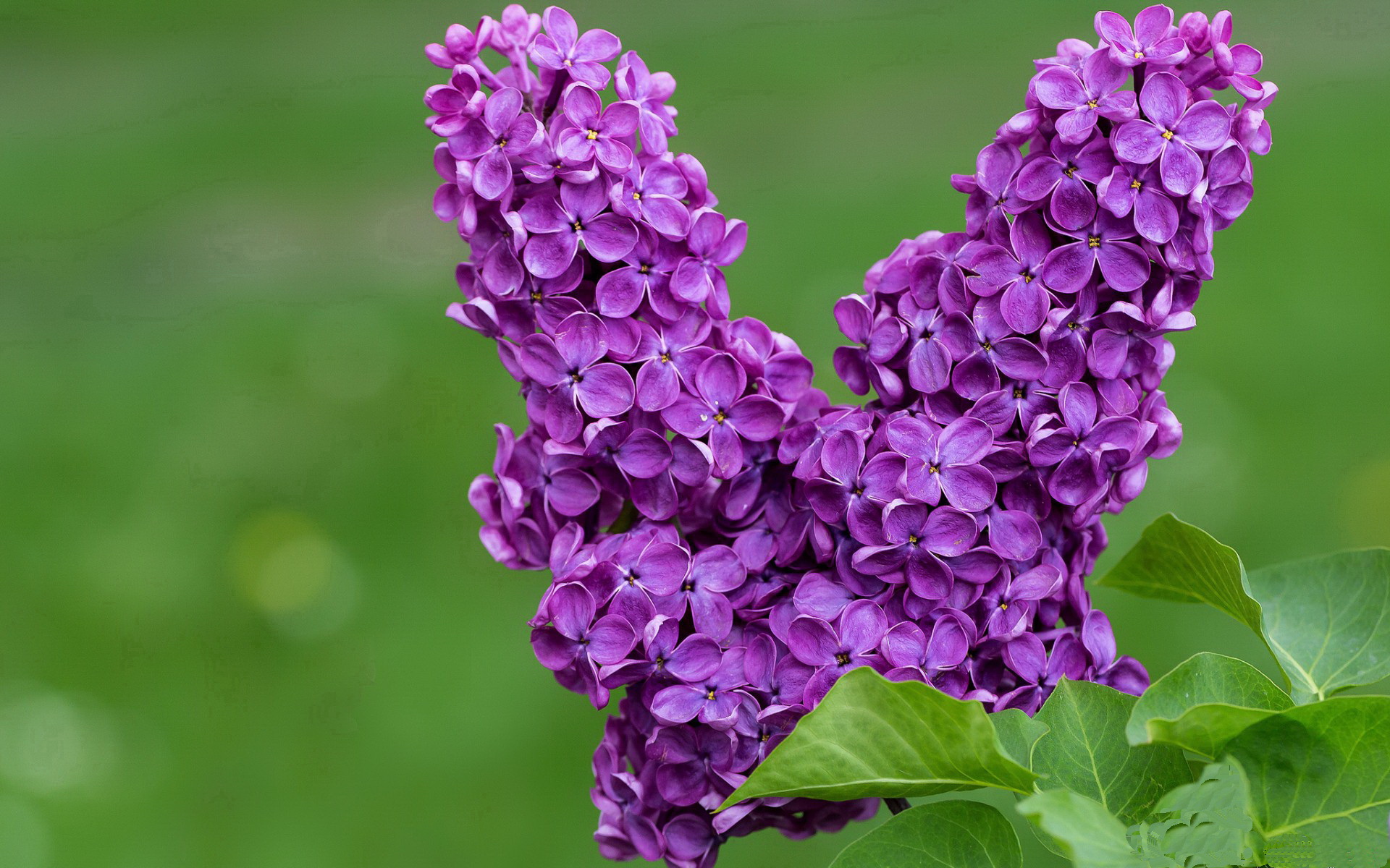 老鹰场均抢断次数联盟领先防守压力大,老鹰队单场队史得分纪录